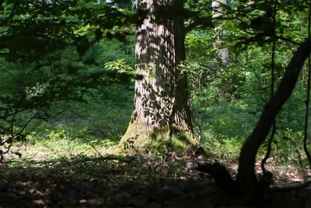 La forêt de Tronçais
